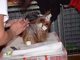 YORKSHIRE TERRIER - TOILETTAGE 041